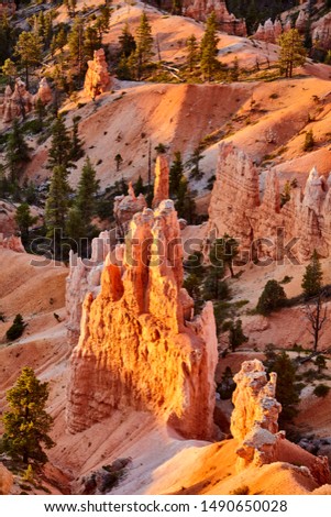 The first rays of the sun in Bryce Canyon. Utah. USA.