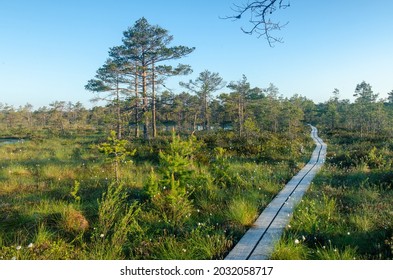 The first rays of the sun in the early morning. Summer landscape of Konnu-Suursoo Bog in Korvemaa, Estonia.