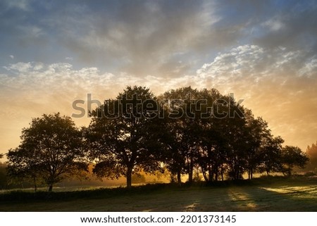 First rays of sun filtering through the trees at sunrise on a cloudy day in the countryside. Long exposure, with the subject moving by the wind.
