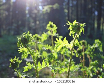 The first rays of the sun in the forest