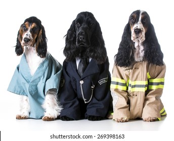 First Responders - English Cocker Spaniels Dressed Up Like A Doctor, Police Officer And A Fire Fighter On White Background