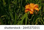 The first of several double layer orange tiger lilies blooms large and perfect. The other buds aren
