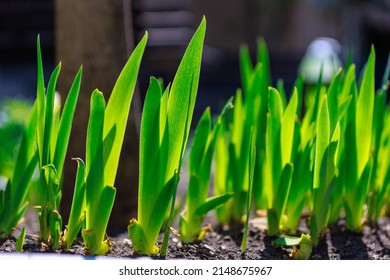 14,948 First Shoots Images, Stock Photos & Vectors | Shutterstock