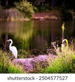 First shot with my new Nikon Z8 at Foothills Preserve Egret