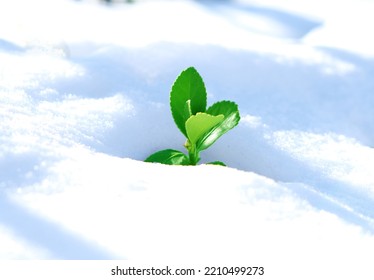 First Sign Of Spring - New Sapling In The Snow