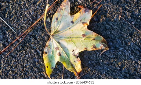 First Signs Of Autumn In Floyd County