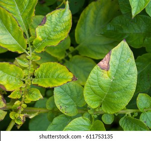 First Signs Of Potato Blight On Growing Plant.