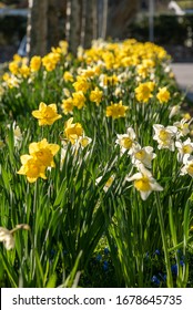 First signs of spring in bloom