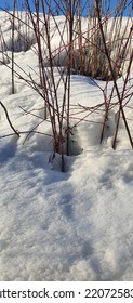 The First Signs Of Spring, Melting Snow Around The Twigs On The Bushes On A Sunny Day.