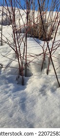 The First Signs Of Spring, Melting Snow Around The Twigs On The Bushes On A Sunny Day.