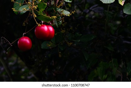 First sin.Red fruit in eden garden.Adam and eve concept.