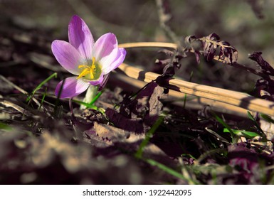 first single flower at spring 