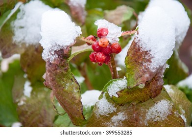 First Snow And Arrowwood Red, 05.10.2013, City Of Orenburg, Southern Ural, Russia