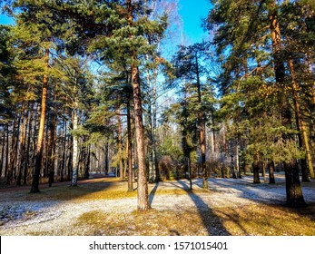 First Snow In Autumn Red Pine Tree Forest