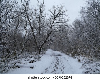 The First Snow Fall In The Forest