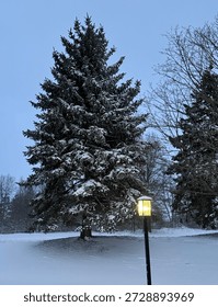 First Snow Fall On Pine Trees In Neighborhood Near Crooked Street Light With Leafless Trees In Background With Blue Grey Sky 