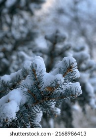 First Snow Fall Of The Season