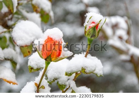 The first snow fell on the unopened Rosebuds on the blurred neutral background of nature. Snowfall and high precipitation in winter, the beginning of the heating season.