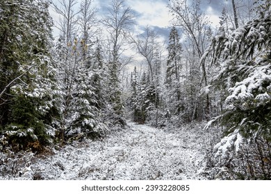 The First Snow in a Forest