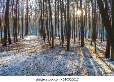 first snow in a forest