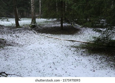 First Snow In Forest And Fallen White Birch Floor With Snow
