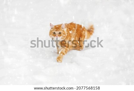 First snow. A ginger cat is walking in the snow. Snowing. A hungry cat walks along the path. Abandoned cat.