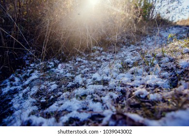 First snow and grass