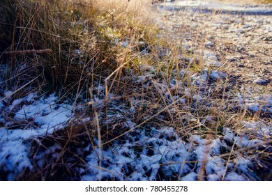 First snow and grass
