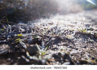 First snow and grass
