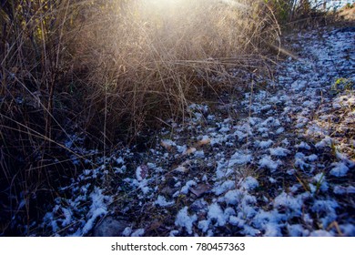 First snow and grass