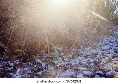 First snow and grass