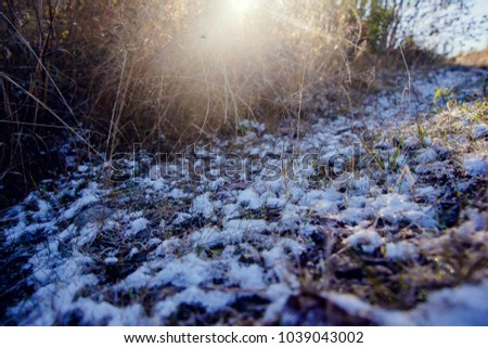 First snow and grass