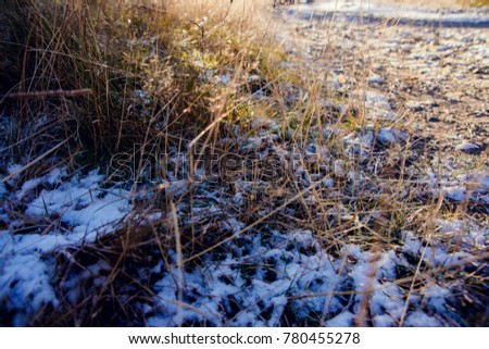 First snow and grass