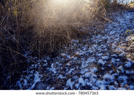 First snow and grass