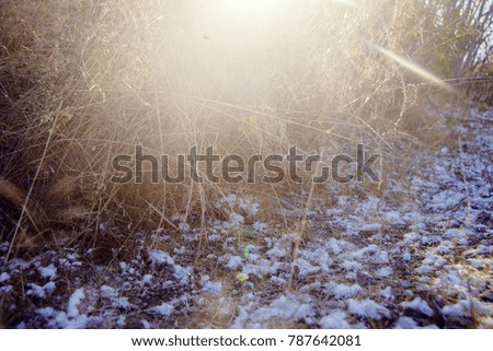First snow and grass
