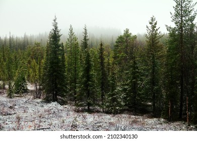 The First Snow In The Northern Coniferous Forest. Foggy Mild Weather During The Transition From Autumn To Winter