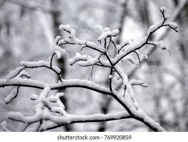 the first snow on the branches of trees - Shutterstock ID 769920859
