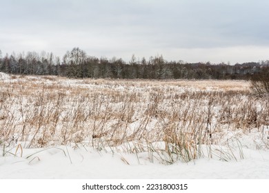First snow on a field with dry tall grass. Cloudy day in late autumn or early winter. Nature landscape background