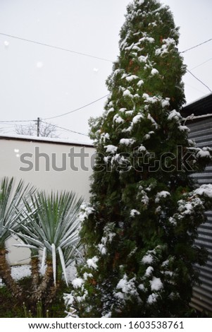 Similar – Image, Stock Photo Snowy Afternoon Walk