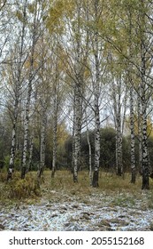 first snow in the park abstract new year view