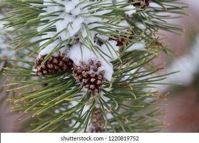 First Snow Pine Cones