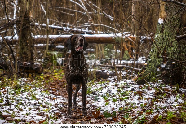 First Snow Woods German Shorthaired Pointer Stock Photo Edit Now