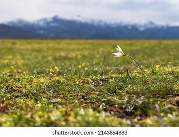 First Snowdrops On A Mountain Meadow. Spring Revival.