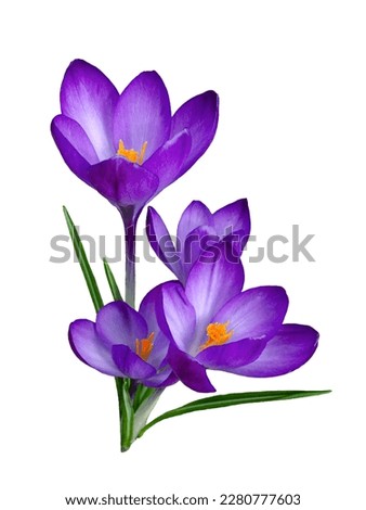 The first snowdrops saffron isolated on white background