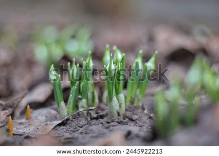 The first snowdrops are sprouting. close-up
