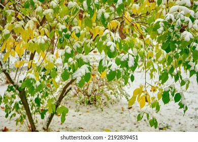 First snowfall in bright colorful city park in autumn. Lonely bench on alley under trees brabches with golden, green, orange foliage white snow covered. First snow in late fall - weather forecast