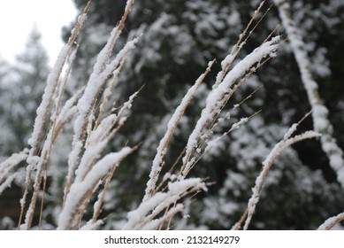 First Snowfall In Northern Georgia