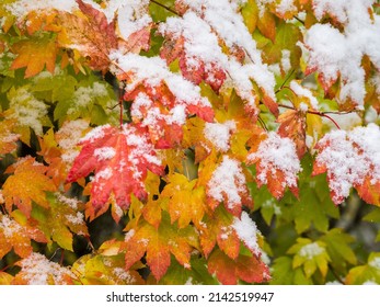 First Snowfall On Vine Maples.