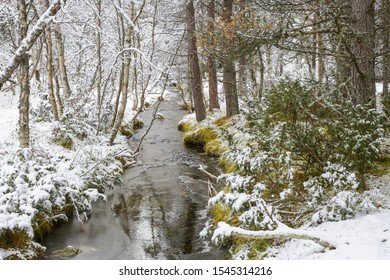 First snowfall, the stream in the forest with trees covered with snow 