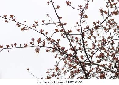 First spring buds, leaves and branches silhouettes. Close up abstract nature background. - Shutterstock ID 618019460